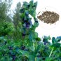 Honeywort Blue Shrimp Plant Seeds Blue Wax Flowers