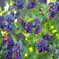 Honeywort Blue Shrimp Plant Seeds Blue Wax Flowers