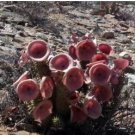 Hoodia gordonii Seed South African Weight Loss Plant 1 PCS Seeds