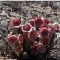 Hoodia gordonii Seed South African Weight Loss Plant 1 PCS Seeds