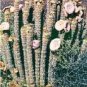 Hoodia gordonii Seed South African Weight Loss Plant 1 PCS Seeds