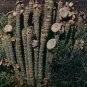 Hoodia gordonii Seed South African Weight Loss Plant 1 PCS Seeds