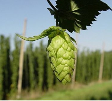 Hops Humulus lupulus Bonsai 100 PCS Seeds