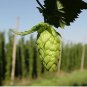 Hops Humulus lupulus Bonsai 100 PCS Seeds
