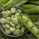 Horsebean Seeds Bonsai Nutrient-rich Vicia Faba 6 PCS Seeds Horsebean Seeds Bonsai Nutrient-rich Vicia Faba 6 PCS Seeds