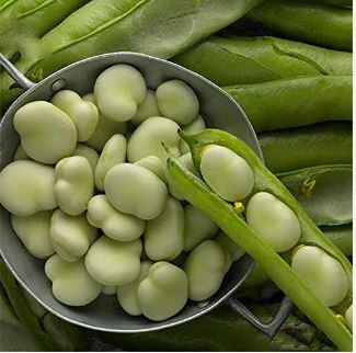 Horsebean Seeds Bonsai Nutrient-rich Vicia Faba 6 PCS Seeds