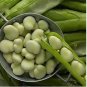 Horsebean Seeds Bonsai Nutrient-rich Vicia Faba 6 PCS Seeds
