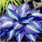 Hosta Blue Color 200 PCS Seeds