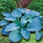 Hosta Blue Color 200 PCS Seeds