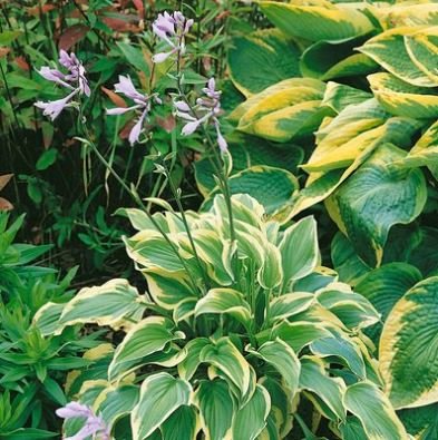 Hosta Bonsai Perennials Plantain Beautiful Lily Flower 200 PCS Seeds