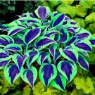 Hosta Bonsai Perennials Plantain Beautiful Lily Flower White 200 PCS Seeds