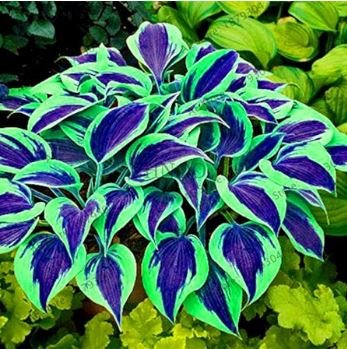 Hosta Bonsai Perennials Plantain Beautiful Lily Flower White 200 PCS Seeds