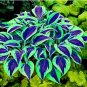 Hosta Bonsai Perennials Plantain Beautiful Lily Flower White 200 PCS Seeds