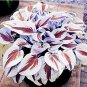 Hosta Bonsai Perennials Plantain Beautiful Lily Flower White 200 PCS Seeds