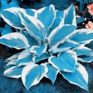 Hosta Bonsai Perennials Plantain Beautiful Lily Flower White Lace Home Garden 100 PCS Seeds