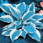 Hosta Bonsai Perennials Plantain Beautiful Lily Flower White Lace Home Garden 100 PCS Seeds