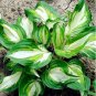 Hosta Bonsai Perennials Plantain Rare Lily Flower White 200 PCS Seeds