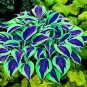 Hosta Bonsai Perennials Plantain Rare Lily Flower White 200 PCS Seeds