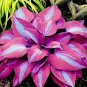 Hosta Flower Garden Perennials Ornamental Lily Shade Hosta Plants 150 PCS Seeds