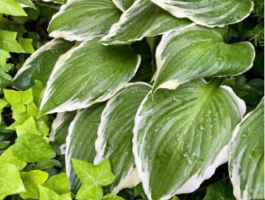Hosta Fragrant Plantain Lily Bonsai Perennial Flower 200 PCS Seeds