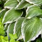 Hosta Fragrant Plantain Lily Bonsai Perennial Flower 200 PCS Seeds