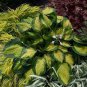 Hosta Fragrant Plantain Lily Bonsai Perennial Flower 200 PCS Seeds