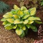 Hosta Fragrant Plantain Lily Bonsai Perennial Flower 200 PCS Seeds