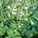 Hosta Fragrant Plantain Lily Bonsai Perennial Flower for Home 200 PCS Seeds