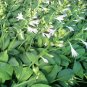 Hosta Fragrant Plantain Lily Bonsai Perennial Flower for Home 200 PCS Seeds