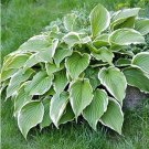 Hosta Plant Seeds Perennials Plantain Flower 200 PCS Seeds