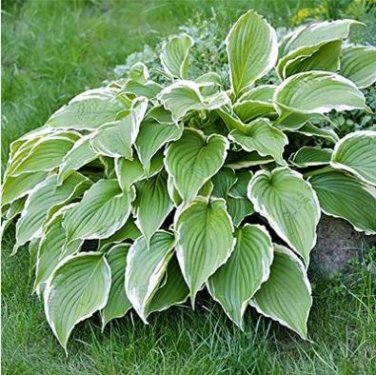 Hosta Plant Seeds Perennials Plantain Flower 200 PCS Seeds