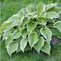 Hosta Plant Seeds Perennials Plantain Flower 200 PCS Seeds