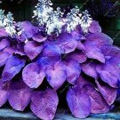 Hosta Plants Perennials Plantain Flower Bonsai Rare Lily Flower 200 PCS Seeds