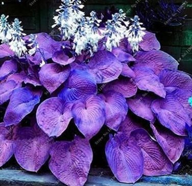 Hosta Plants Perennials Plantain Flower Bonsai Rare Lily Flower 200 PCS Seeds