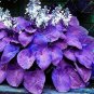 Hosta Plants Perennials Plantain Flower Bonsai Rare Lily Flower 200 PCS Seeds