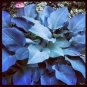 Hosta Plants Perennials Plantain Flower Bonsai Rare Lily Flower 200 PCS Seeds