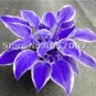 Hosta Plants Perennials Plantain Flower Bonsai Rare Lily Flower 200 PCS Seeds