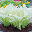 hosta plants, hosta seeds, bonsai flower 100 PCS Seeds hosta plants, hosta seeds, bonsai flower 100 PCS Seeds