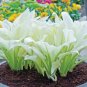hosta plants, hosta seeds, bonsai flower 100 PCS Seeds