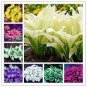 hosta plants, hosta seeds, bonsai flower 100 PCS Seeds
