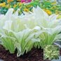 hosta plants, hosta seeds, bonsai flower 100 PCS Seeds