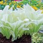 hosta plants, hosta seeds, bonsai flower 100 PCS Seeds