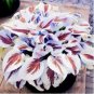 Hosta Plants Perennials Plantain Flower Bonsai Rare Lily Flower 200 PCS Seeds