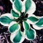 Hosta Plants Perennials Plantain Flower Bonsai Rare Lily Flower 200 PCS Seeds