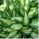 Hosta Plants,Hosta 'Whirl Wind', hosta Flower,Flowers Seedling Outdoor 100 PCS Seeds Hosta Plants,Hosta 'Whirl Wind', hosta Flower,Flowers Seedling Outdoor 100 PCS Seeds