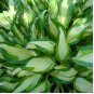 Hosta Plants,Hosta 'Whirl Wind', hosta Flower,Flowers Seedling Outdoor 100 PCS Seeds