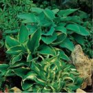 Hosta Seed Perennials Bright Green Leaves with White Edge 200 PCS Seeds Hosta Seed Perennials Bright Green Leaves with White Edge 200 PCS Seeds