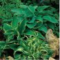Hosta Seed Perennials Bright Green Leaves with White Edge 200 PCS Seeds