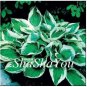Hosta Seed Perennials Bright Green Leaves with White Edge 200 PCS Seeds
