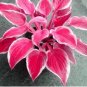 Hosta Seed Perennials Flesh Pink Flowers 200 PCS Seeds